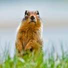 Richardsons Groundsquirrel